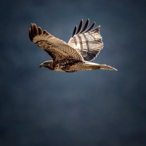 fly fishing washington guides